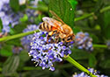 Apis mellifica mellifica ligustica